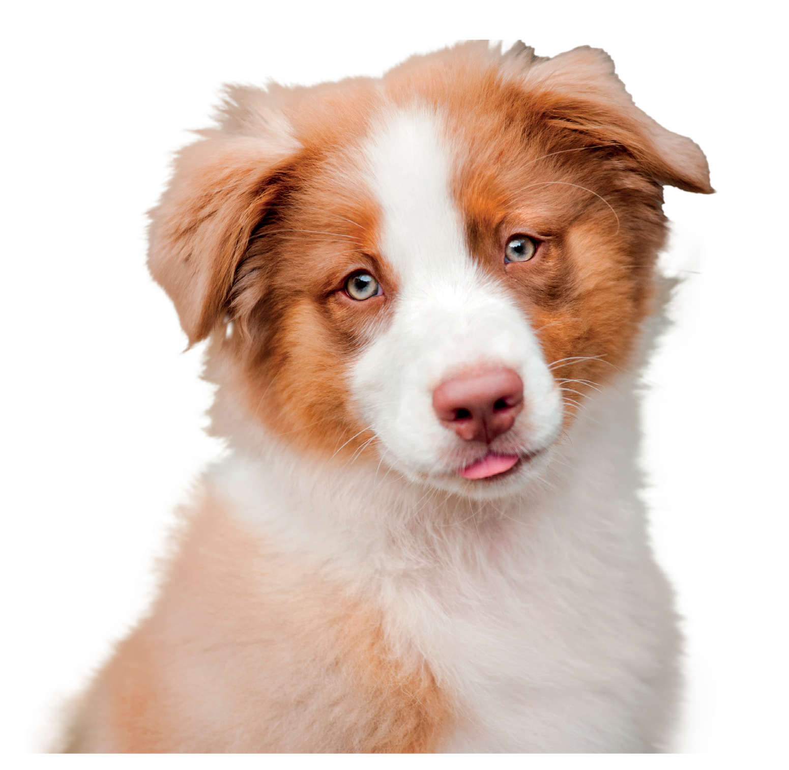 does tobacco kill worms in puppies Worms in Puppies